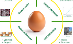 Calcium Strategy_Agrifirm_Hendrix Genetics Workshop_Poster.pdf